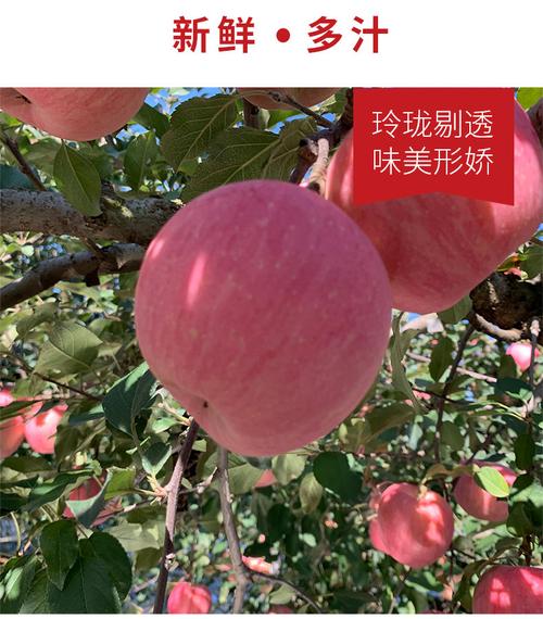 自家果园现摘现发 山东烟台富士苹果，一口爆甜的应季鲜果