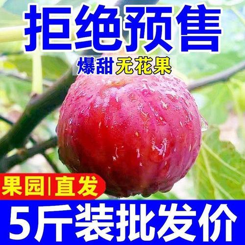 当季红皮无花果 新鲜现摘，产地直发，坏果包赔，53斤批发包邮