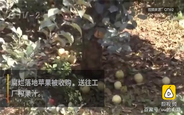 2毛钱烂苹果变高档果汁 你还敢喝吗？新鲜水果背后的真相